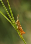 cavalletta cavalletta