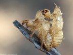 Exuvie di Cicada orni
