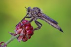 Asilide Asilide
