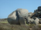 Elefante Elefante