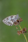 Melanargia Galathea parte seconda Melanargia Galathea parte seconda
