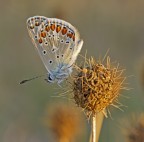 Polyommatus Icarus Polyommatus Icarus