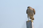 Sparviero (Accipiter nisus) Sparviero (Accipiter nisus)