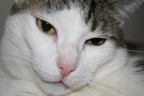 il mio gatto LEO il mio gatto LEO