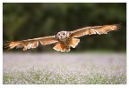 In volo In volo