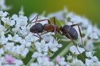 Formica cunicularia