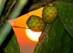 Il sole e i suoi frutti
