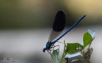 Calopteryx in ombra Calopteryx in ombra
