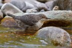Merlo acquaiolo (Cinclus cinclus) Merlo acquaiolo (Cinclus cinclus)