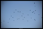 i corvi disegnano il cielo i corvi disegnano il cielo