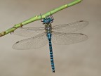 Aeshna affinuis, Vander Linden, 1820 male Aeshna affinuis, Vander Linden, 1820 male