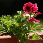 Come natura crea ...