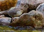 Merlo acquaiolo (Cinclus cinclus) Merlo acquaiolo (Cinclus cinclus)