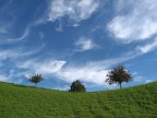 i tre alberi i tre alberi