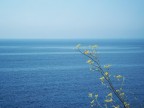 il mare e il fiore il mare e il fiore