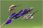 Bombylius Bombylius