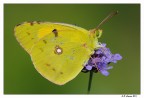Colias crocea full frame
