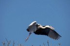in volo in volo