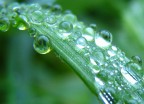 drops drops