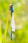 Libellula in controluce