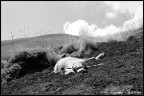 Natura"Morta" Natura"Morta"