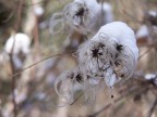 Fiocco di neve. Fiocco di neve.