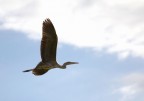 Volo solitario 1 Volo solitario 1