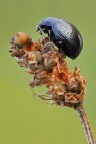 Chrysolina haemoptera