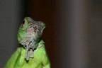 Iguana Iguana