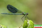 libellula libellula
