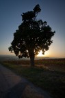 Una quercia Una quercia