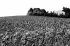 la casa del girasole la casa del girasole