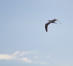 volo solitario volo solitario