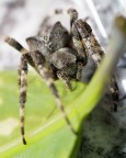 macrospyder macrospyder