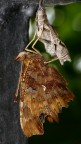 POLYGONIA C ALBUM POLYGONIA C ALBUM