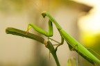 mantide religiosa mantide religiosa