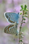 Plebejus idas