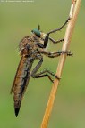 Asilidae s.p