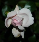 Nikon D70 + Nikon 18-70 f/3.5-4.5G IF-ED: 70mm 1/125 f/5.6 macro