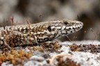 Una semplice lucertola Una semplice lucertola