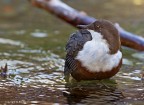 Merlo acquaiolo (Cinclus cinclus) Merlo acquaiolo (Cinclus cinclus)