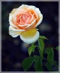 rosa rosa