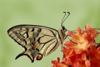 Seconda crisalide schiusa: papilio machaon Seconda crisalide schiusa: papilio machaon