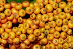 Arancione Arancione