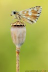 Pyrgus onopordi Pyrgus onopordi