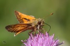 Tymelicus Tymelicus