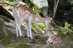 amore di mamma amore di mamma