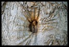 The Hole The Hole