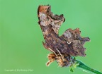 Polygonia-c-album,-un-Nymphalidae