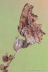 Polygonia egea Polygonia egea